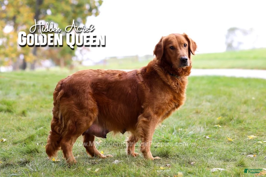 Golden Retriever dogs for sale: Buster  Genteic/OFA - Ad 20