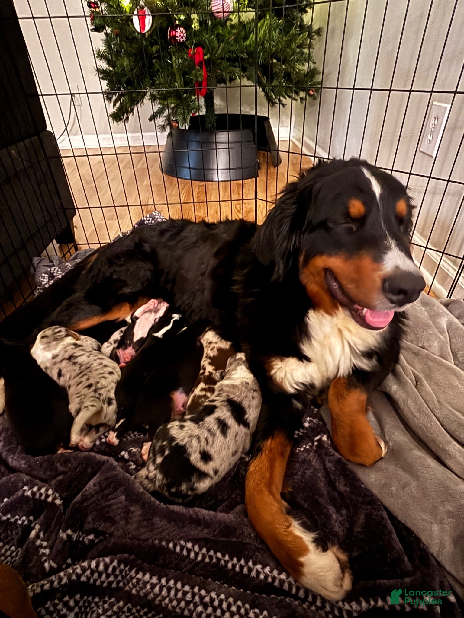 Mixed Breed dogs Black tri girl 3 - Ad 2