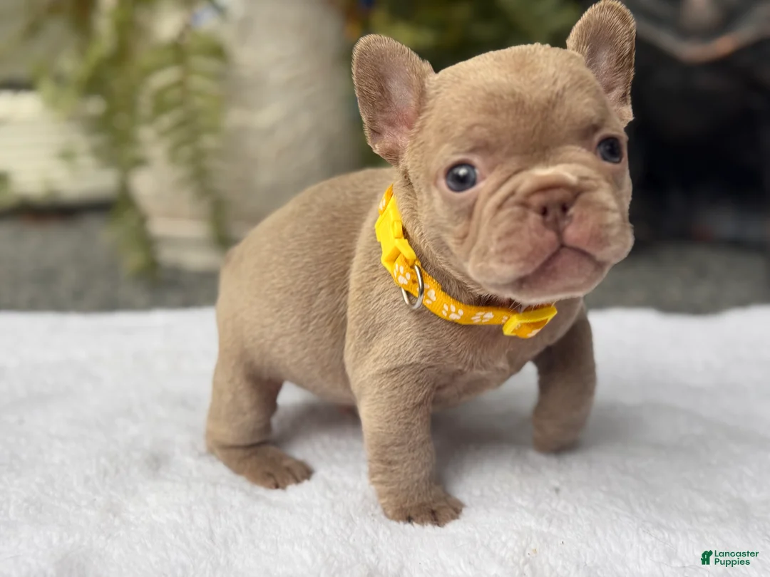 French Bulldog dogs for sale: Knox  - Ad 2