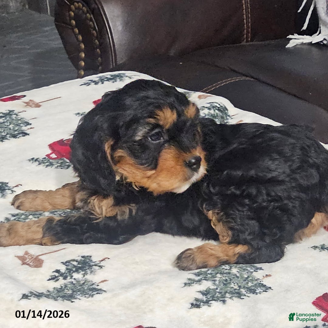 Cavapoo dogs for sale: Bear - Ad 2