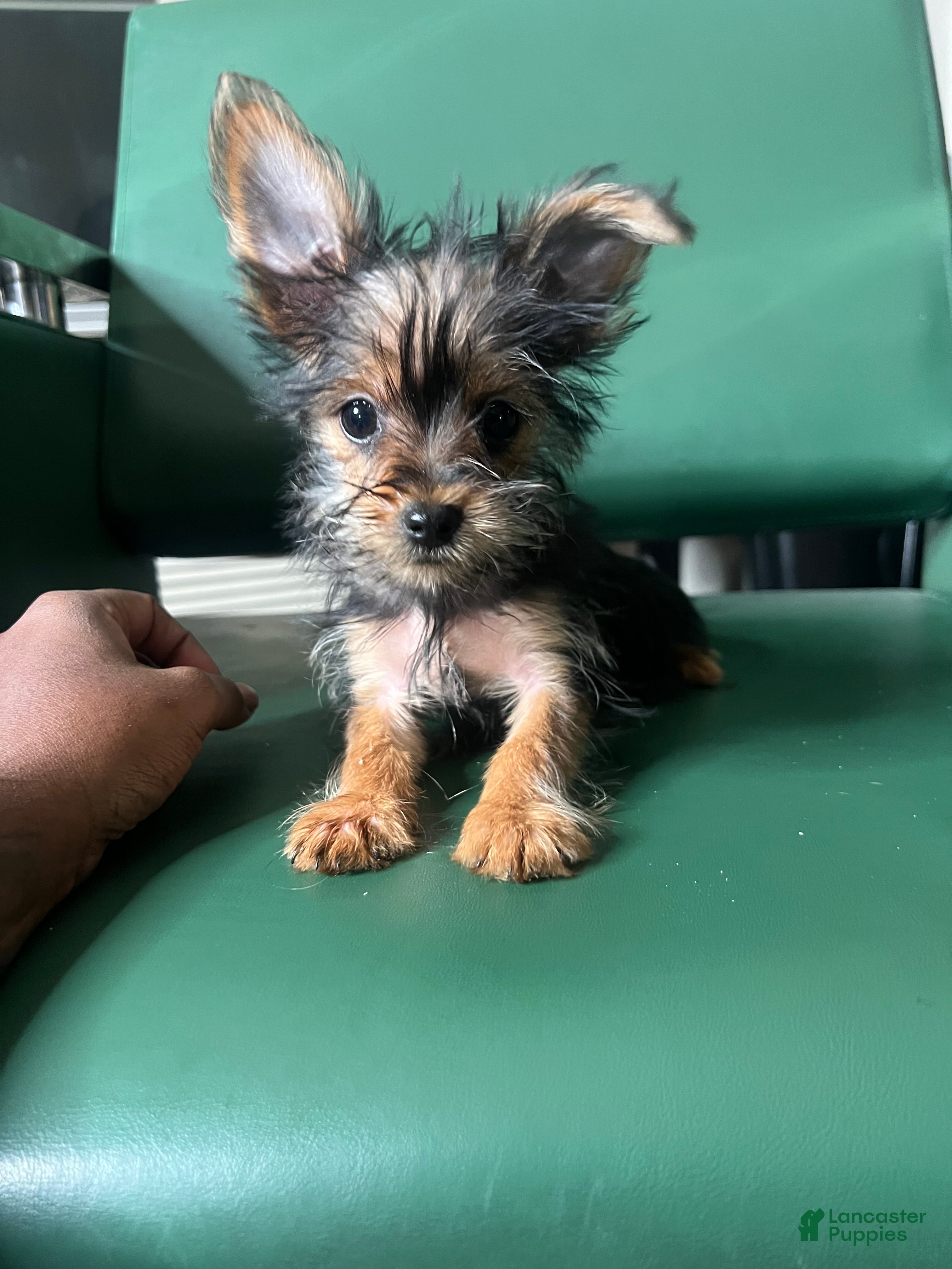 Yorkiepoo dogs Teacup Yorkie/YorkiePinPuppy 2 - Ad 40