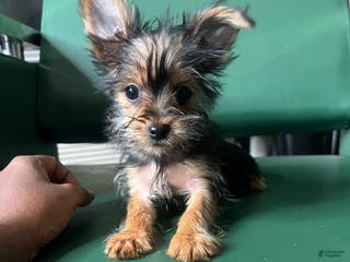 Yorkiepoo dogs Teacup Yorkie/YorkiePinPuppy 2 - Ad 40