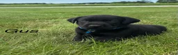 Labrador Retriever dogs for sale: Gus - Ad 12
