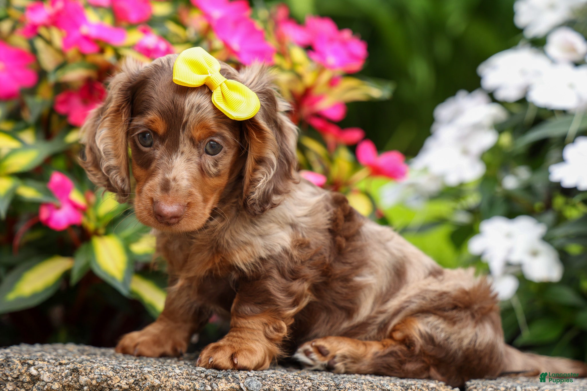 Miniature Dachshund dogs Ike💙 - Ad 2
