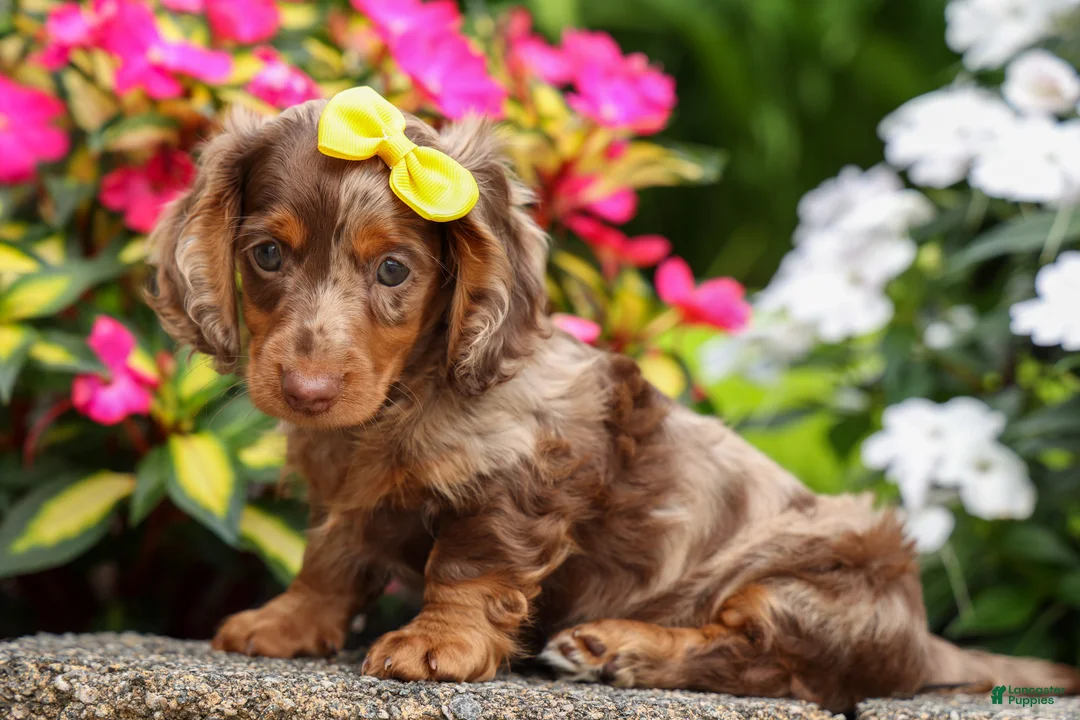 Miniature Dachshund dogs for sale: Ike💙 - Ad 2