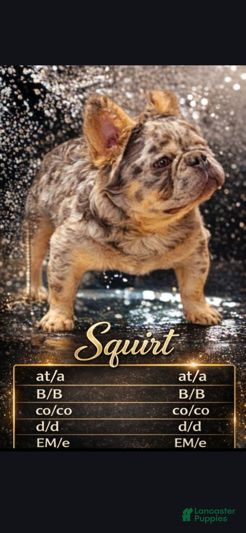 French Bulldog dogs Squirt - Ad 5