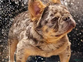 French Bulldog dogs Squirt - Ad 5