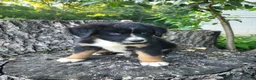 Mixed Breed dogs for sale: Teddy - Ad 6