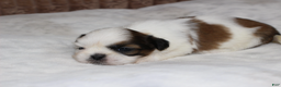 Shih Tzu dogs for sale: Sophie - Ad 3