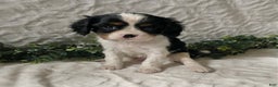 Cavalier King Charles Spaniel dogs for sale: Gizmo-Black tricolor - Ad 2