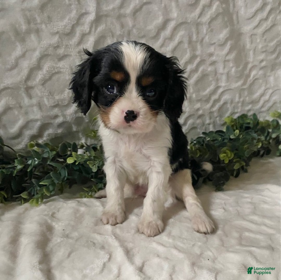 Cavalier King Charles Spaniel dogs for sale: Gizmo-Black tricolor - Ad 2