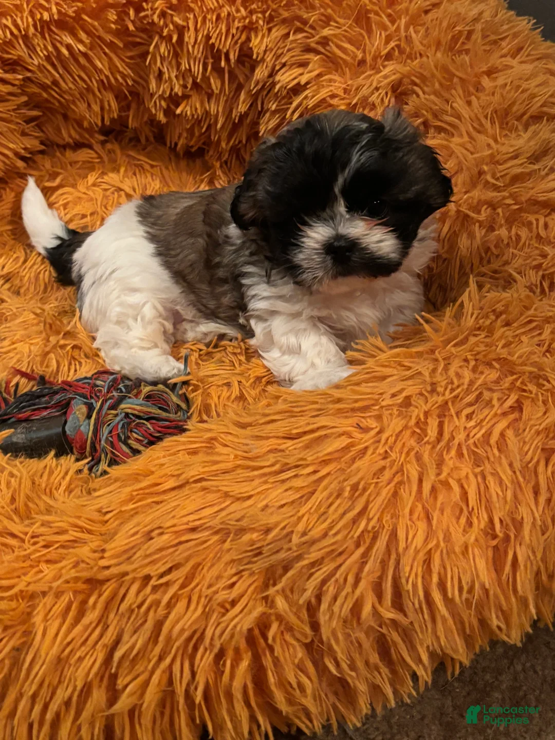 Shih Tzu dogs for sale: Layla - Ad 1