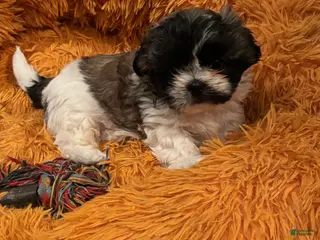 Shih Tzu dogs for sale: Layla - Ad 3