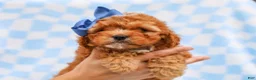Cavapoo dogs for sale: Ross Cavapoo Pup - Ad 2