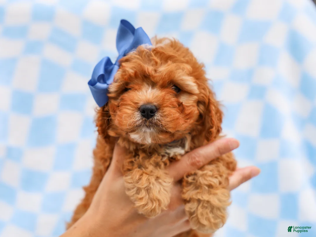 Cavapoo dogs for sale: Ross Cavapoo Pup - Ad 2