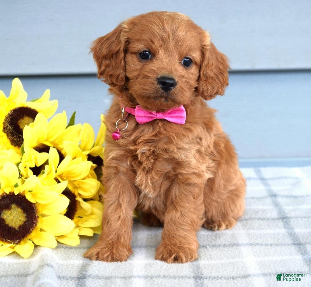 Cavapoo dogs for sale: Cora - Ad 4
