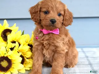 Cavapoo dogs for sale: Cora - Ad 4