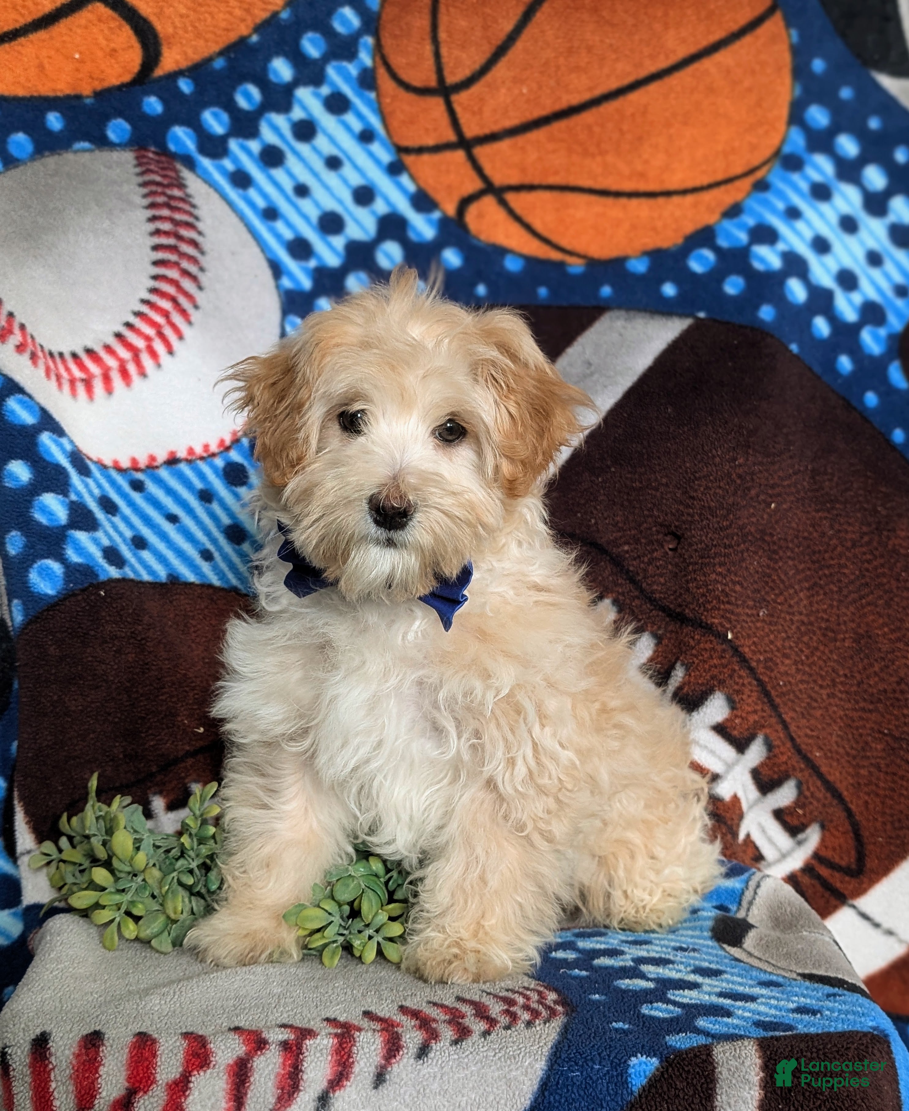Maltipoo dogs Corbett - Ad 1