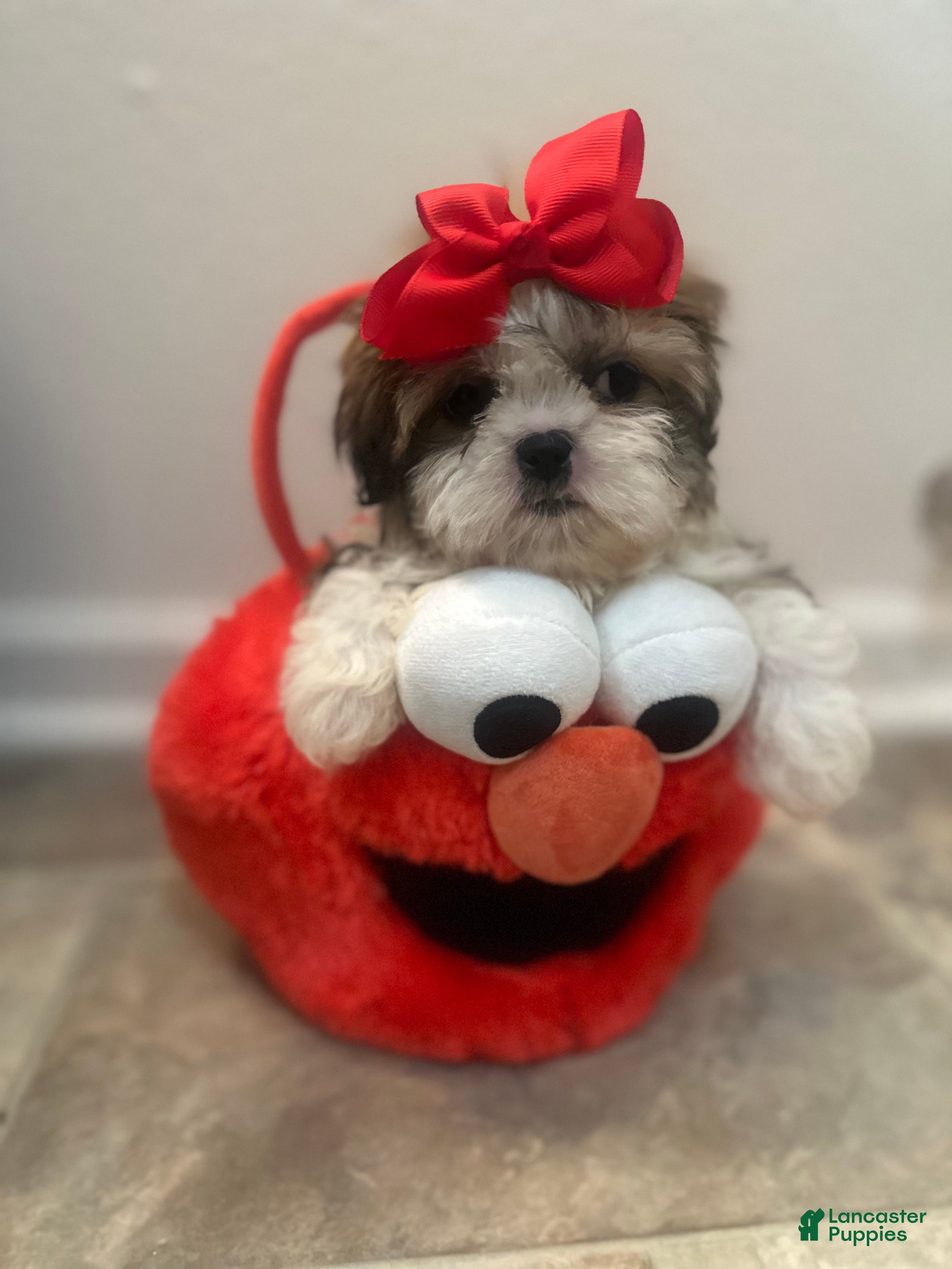 Shih Tzu dogs Princess  - Ad 31
