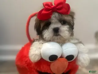 Shih Tzu dogs Princess - Ad 31