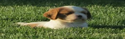 Cavalier King Charles Spaniel dogs for sale: Latte - Ad 1