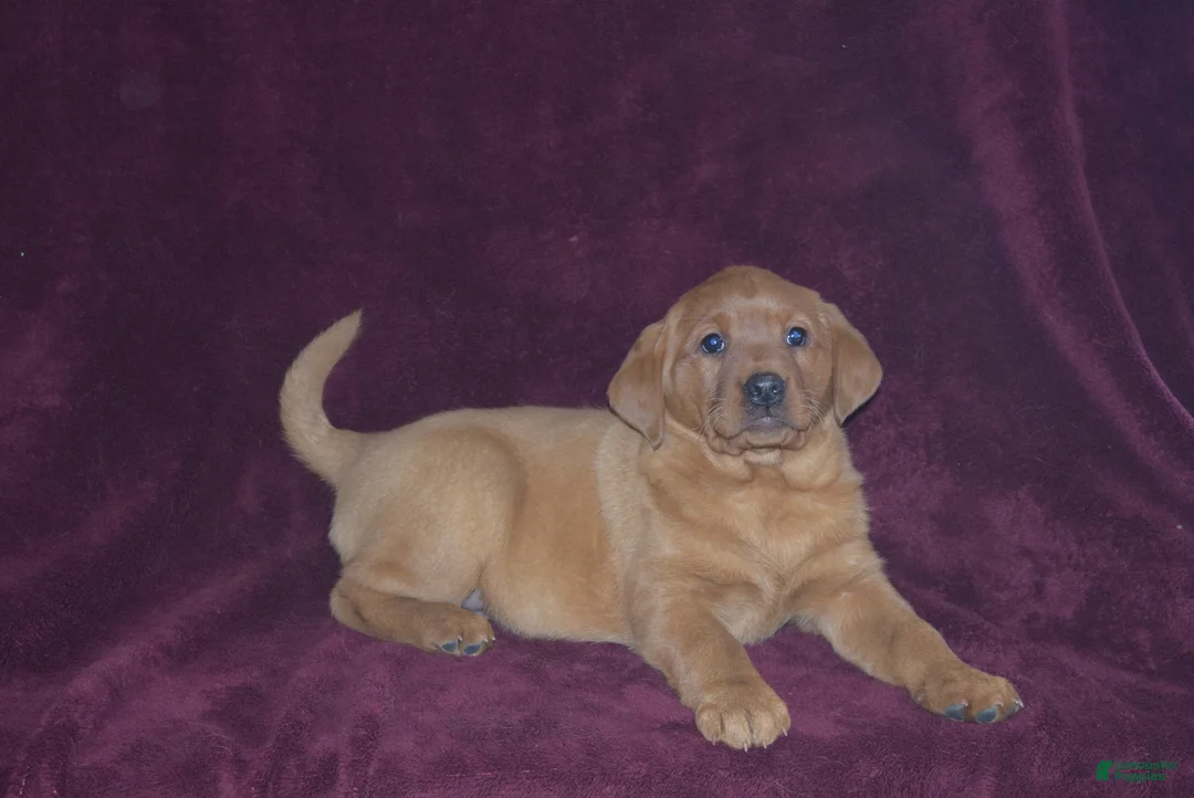 Labrador Retriever dogs for sale: Labrador Retriever Puppy 6 - Ad 4