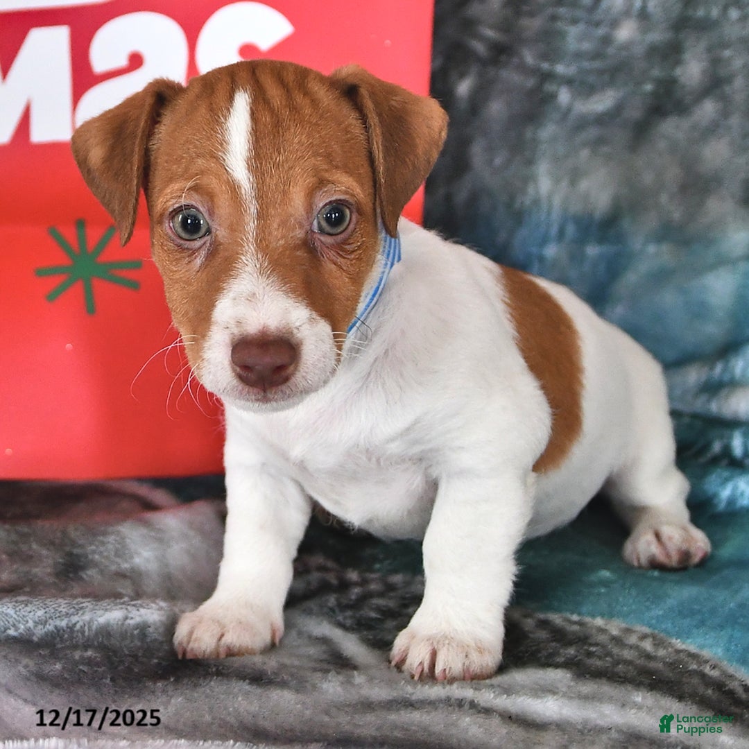 Jack Russell Terrier dogs for sale: Oscar - Ad 2