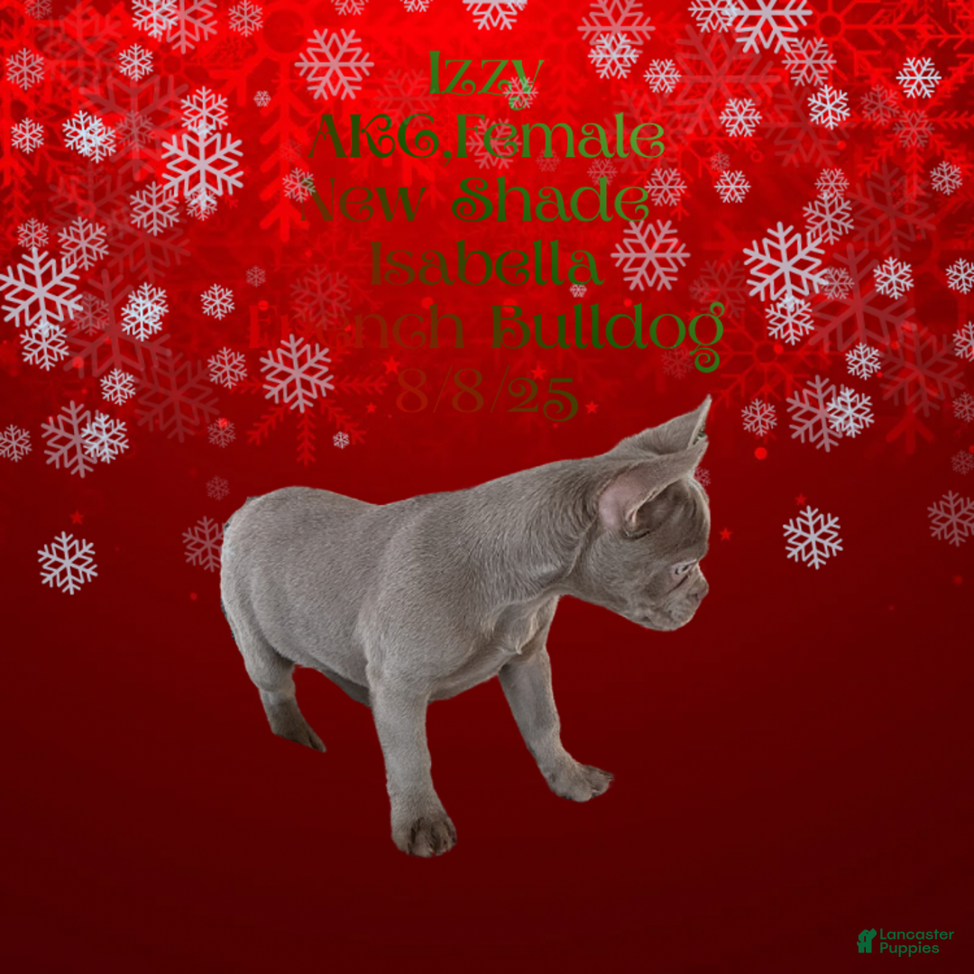 French Bulldog dogs for sale: 🐾 “Izzy the Velvet Queen: Blue-Eyed Beauty with Boss Energy & Breeding Potential” - Ad 9