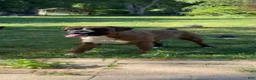 Boxer dogs for sale: Bayern - Ad 5