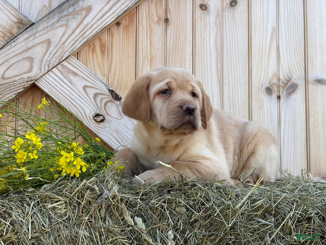 Labrador Retriever dogs for sale: Stella - Ad 2