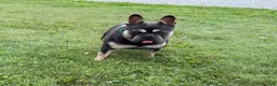 French Bulldog dogs for sale: Snoopy  - Ad 10