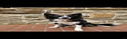 Border Collie dogs for sale: Molly- Pure Breed Border Collie - Ad 6