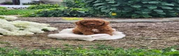 Miniature Poodle dogs for sale: Bella  - Ad 3