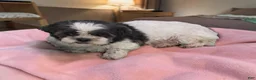 Shih Tzu dogs for sale: Duffy - Ad 6