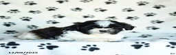 Shih Tzu dogs for sale: Nugget - Ad 3