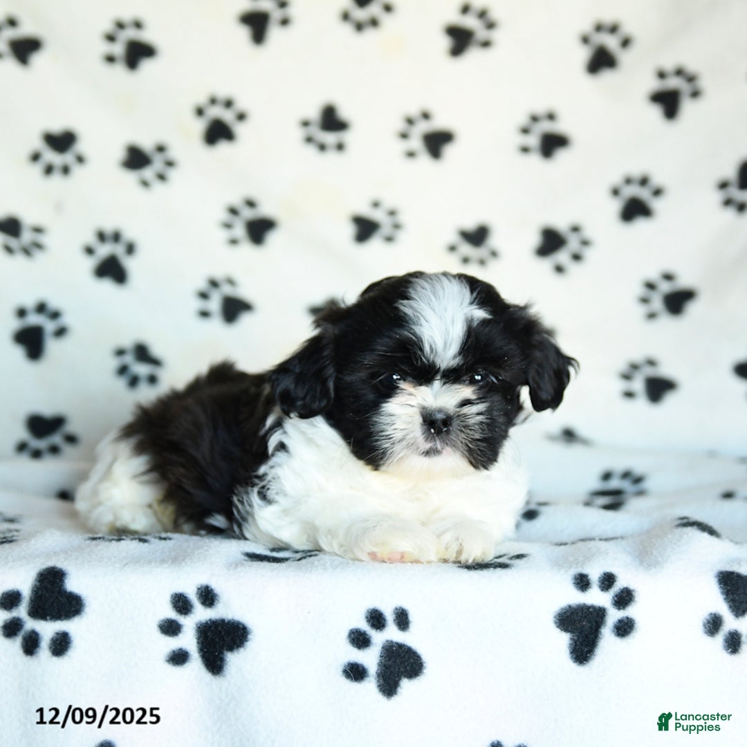 Shih Tzu dogs for sale: Nugget - Ad 3