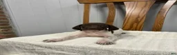 German Shorthaired Pointer dogs for sale: Buster - Ad 3