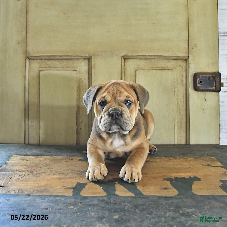 English Bulldog dogs Carmel - Ad 2