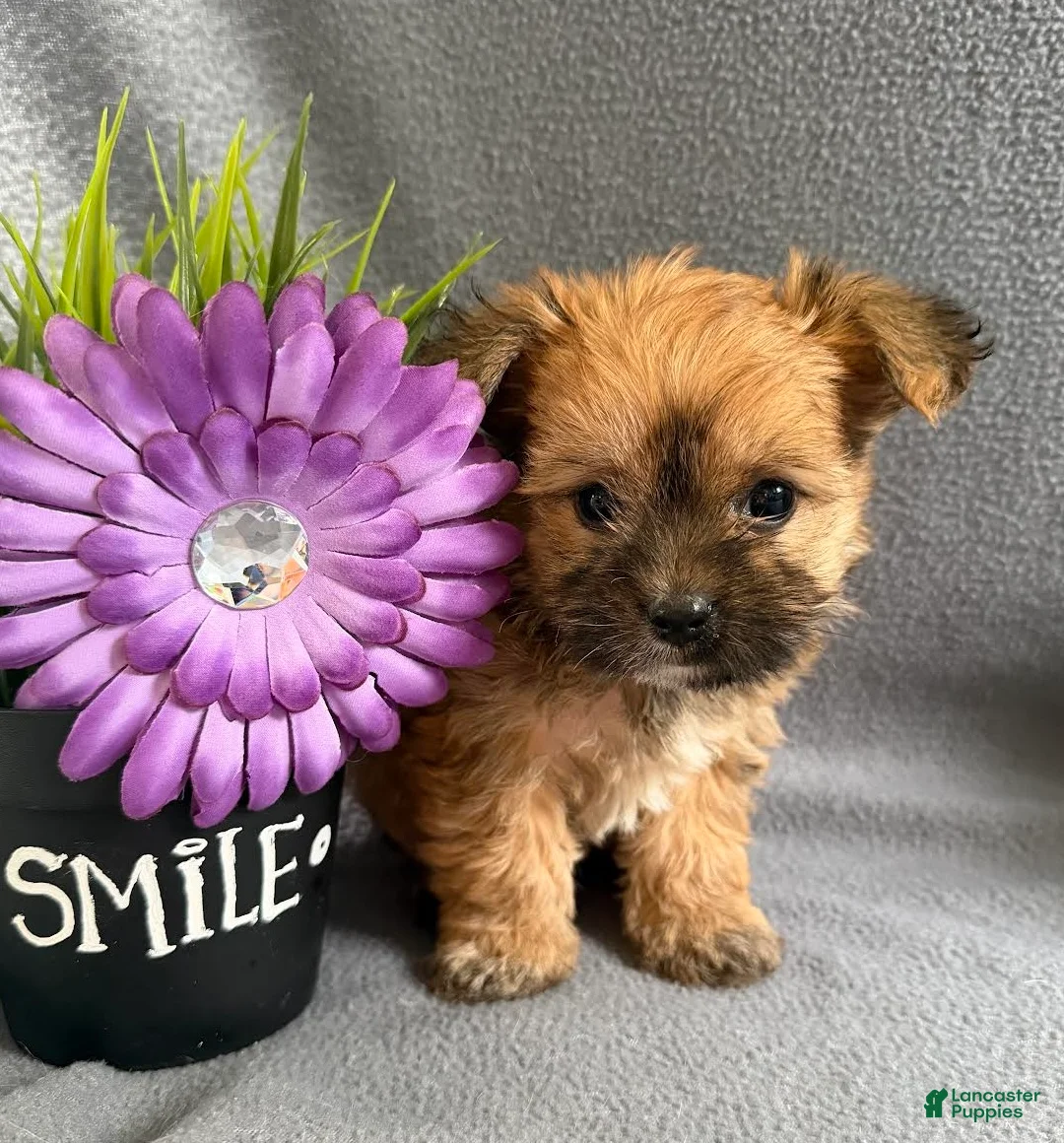 Morkie dogs for sale: Wonder - Ad 2