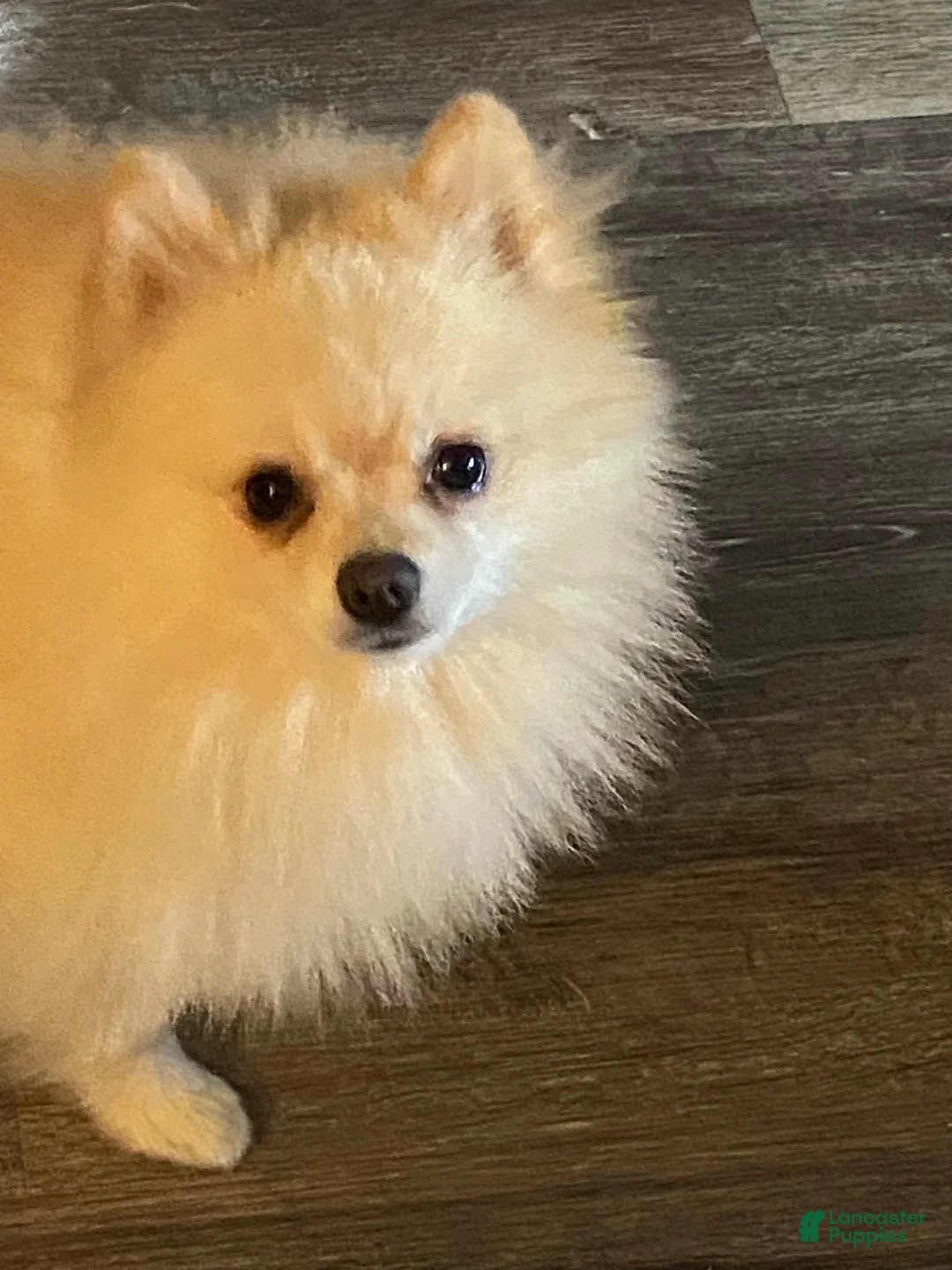 Pomeranian dogs for stud: Ares. - Ad 2
