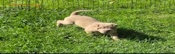 Shar Pei dogs for sale: Lyla - Ad 19