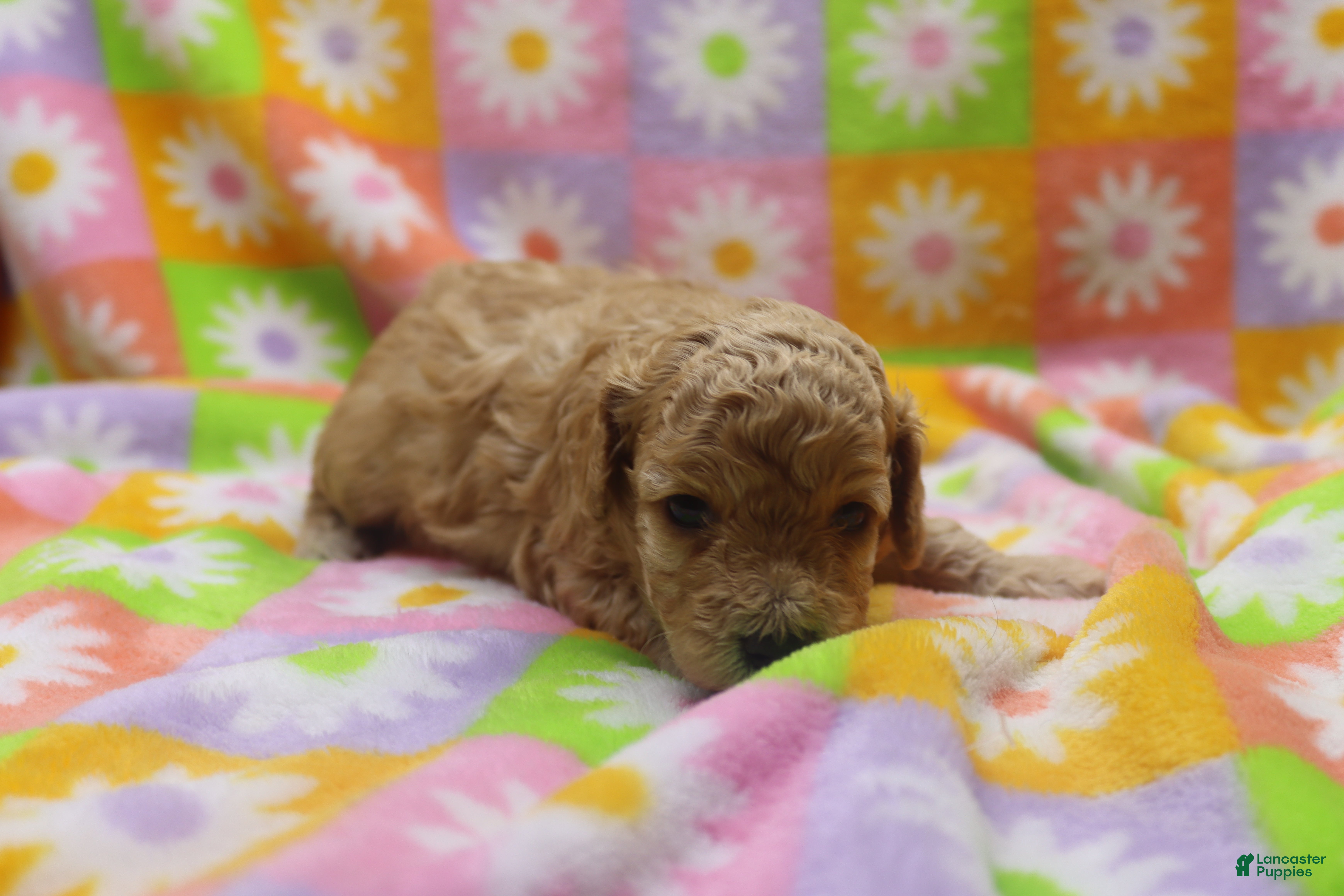 Toy Poodle dogs Vicking - Ad 37