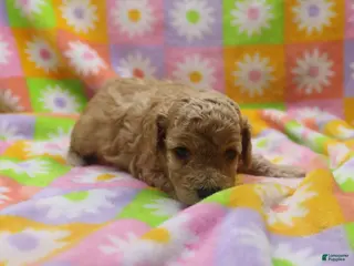 Toy Poodle dogs Vicking - Ad 37