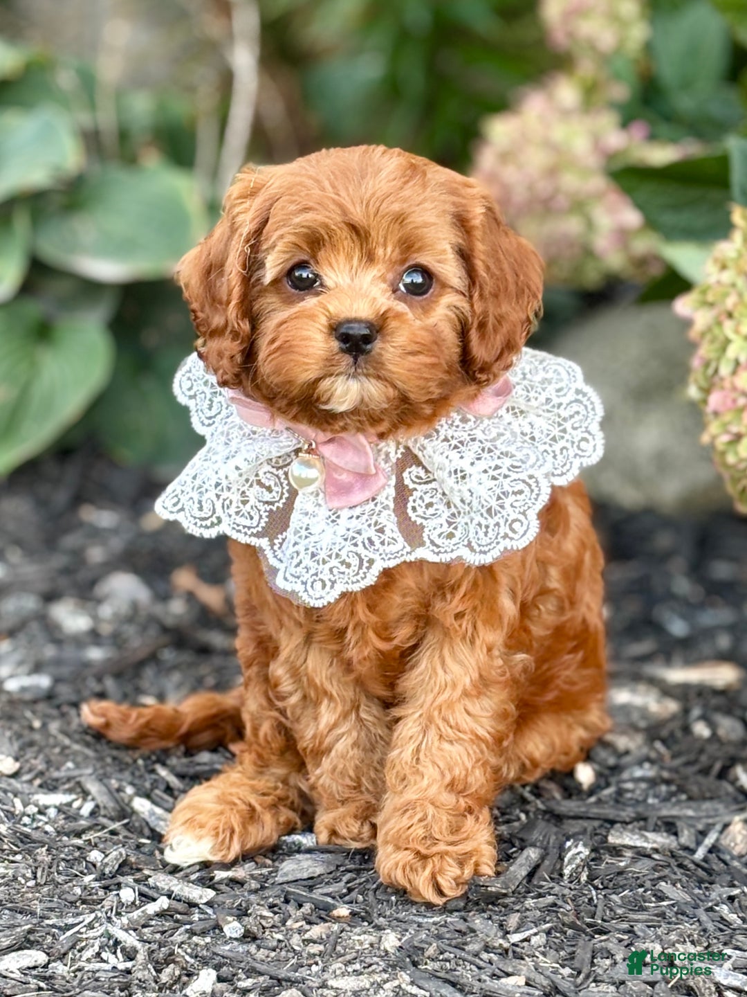 Cavapoo dogs for sale: Fifi - Ad 12