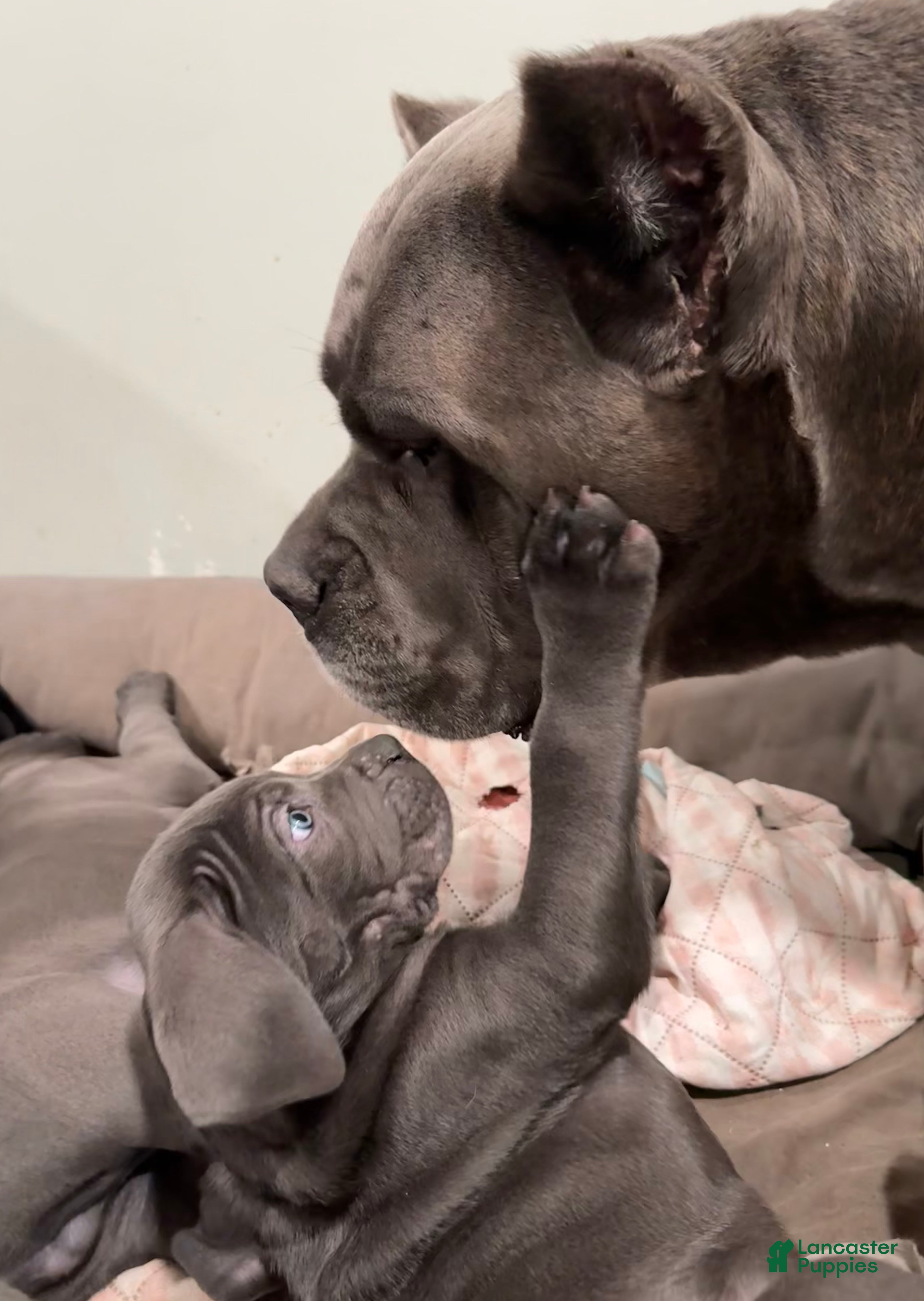 Cane Corso dogs Argenta - Ad 28