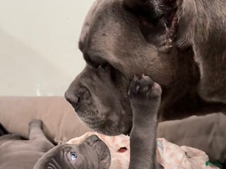 Cane Corso dogs Argenta - Ad 1