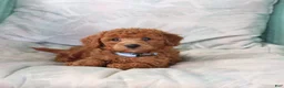 Toy Poodle dogs for sale: River - Ad 6