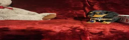 Miniature Dachshund dogs for sale: DUTTON - Ad 8