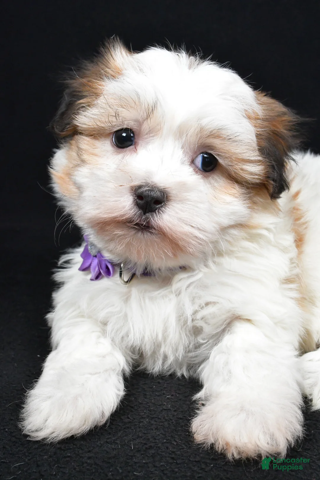 Havanese dogs for sale: Lexi - Ad 4