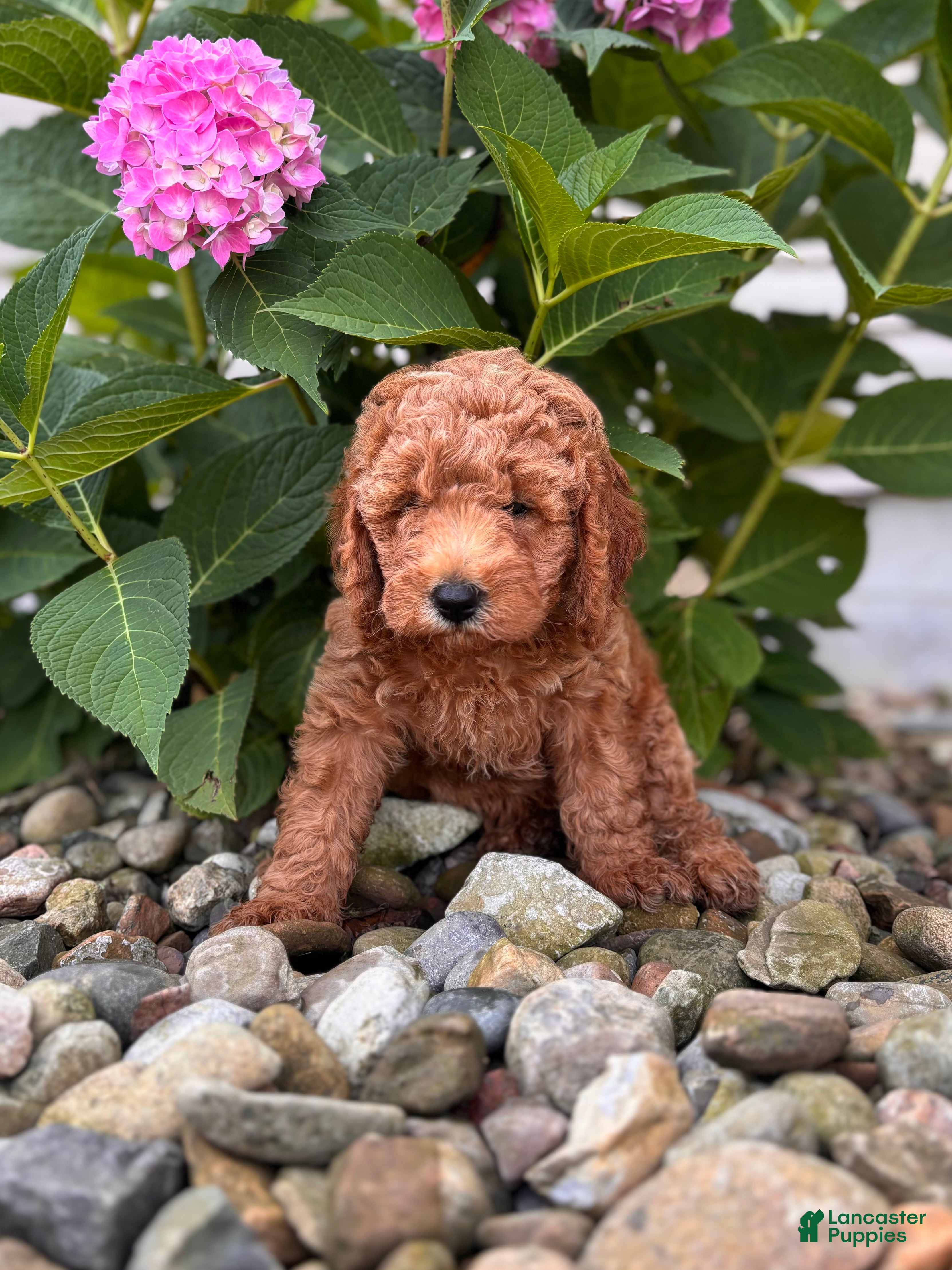 Whoodle dogs Mini Georgia ( Georgie)  - Ad 2